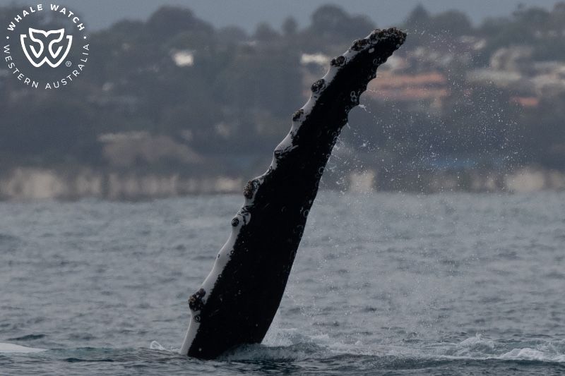 Whale Watch Western Australia