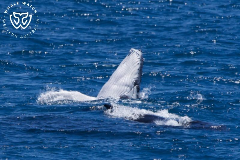 Whale Watch Western Australia