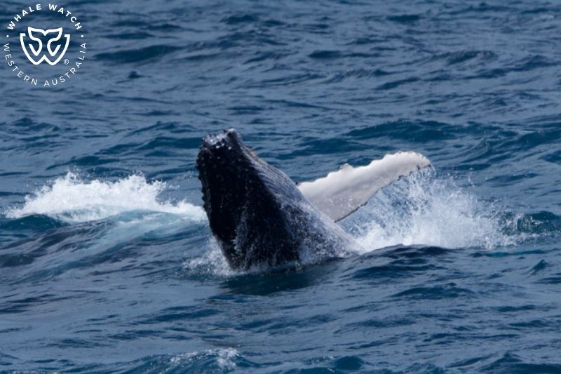 Whale Watch Western Australia