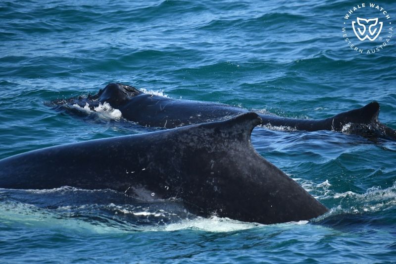 Whale Watch Western Australia
