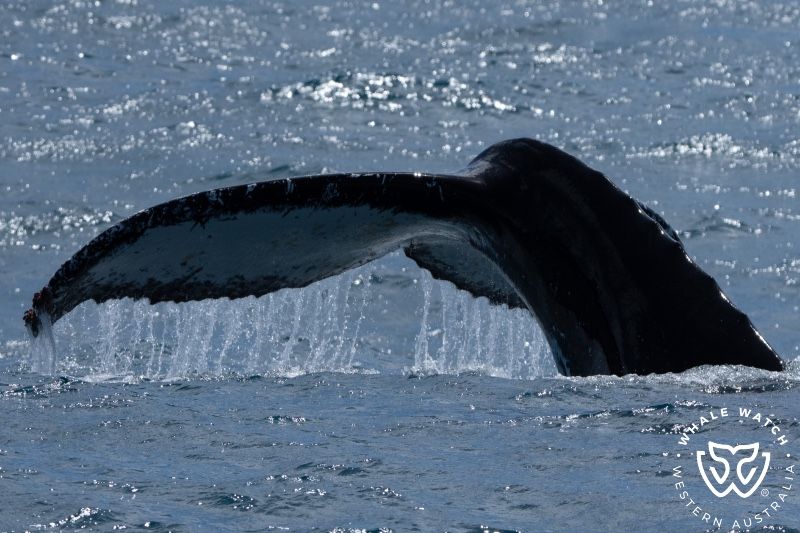 Whale Watch Western Australia