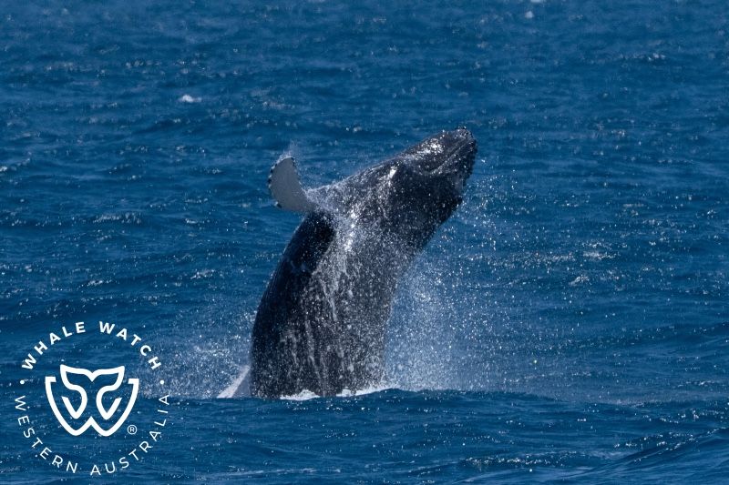 Whale Watch Western Australia
