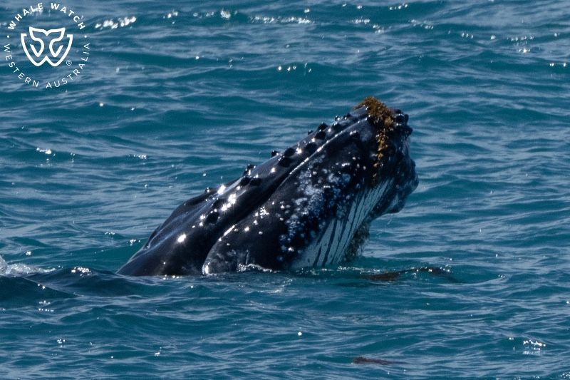 Whale Watch Western Australia