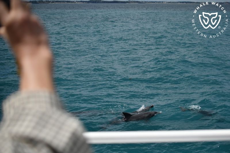 Whale Watch Western Australia