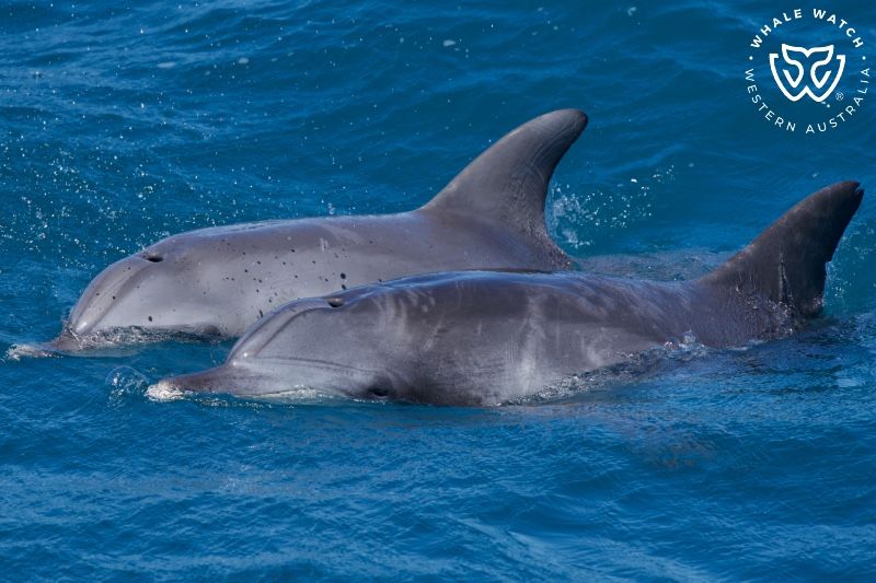 Whale Watch Western Australia