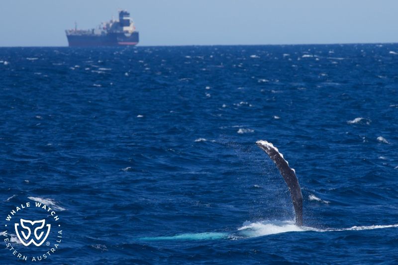 Whale Watch Western Australia