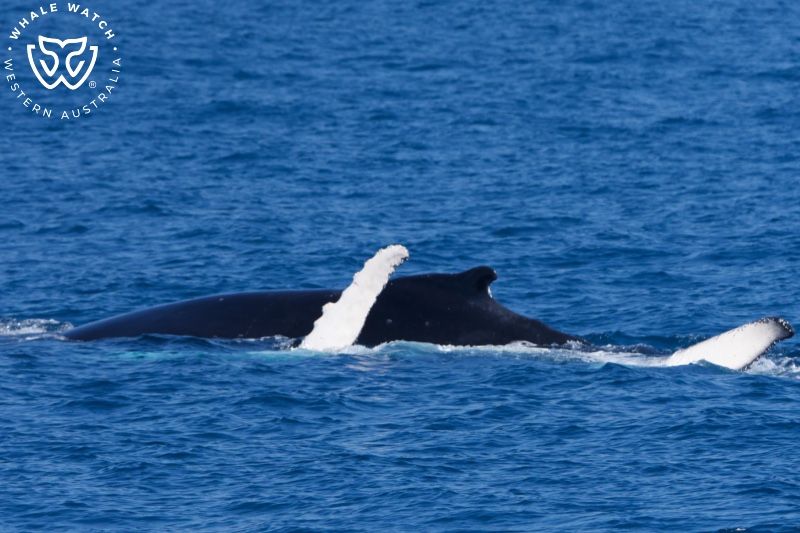 Whale Watch Western Australia