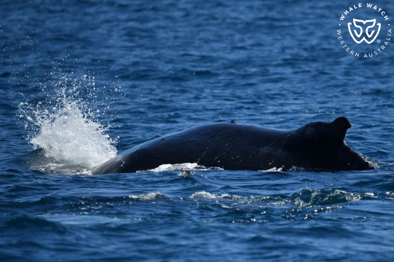 Whale Watch Western Australia