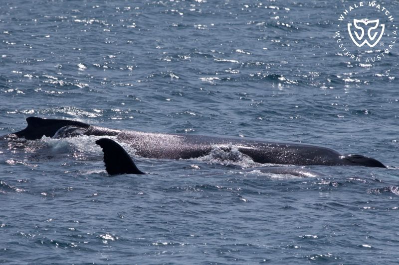 Whale Watch Western Australia