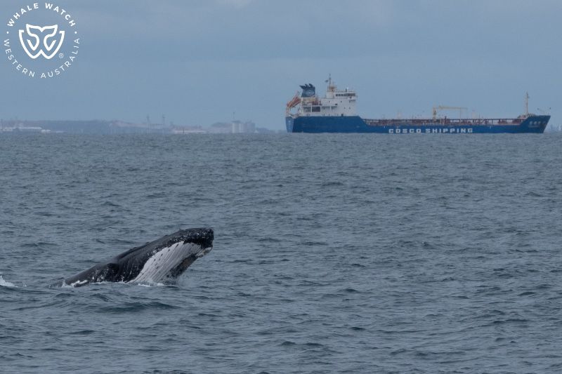 Whale Watch Western Australia