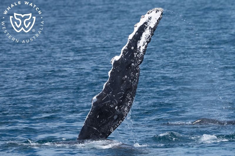 Whale Watch Western Australia