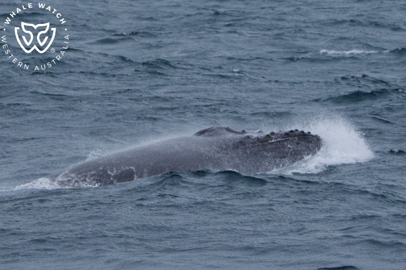 Whale Watch Western Australia