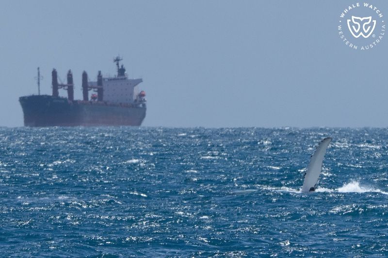 Whale Watch Western Australia