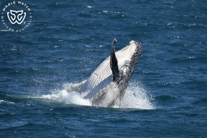 Whale Watch Western Australia