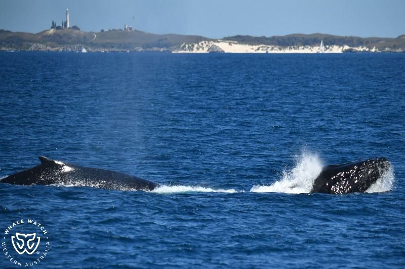 Whale Watch Western Australia