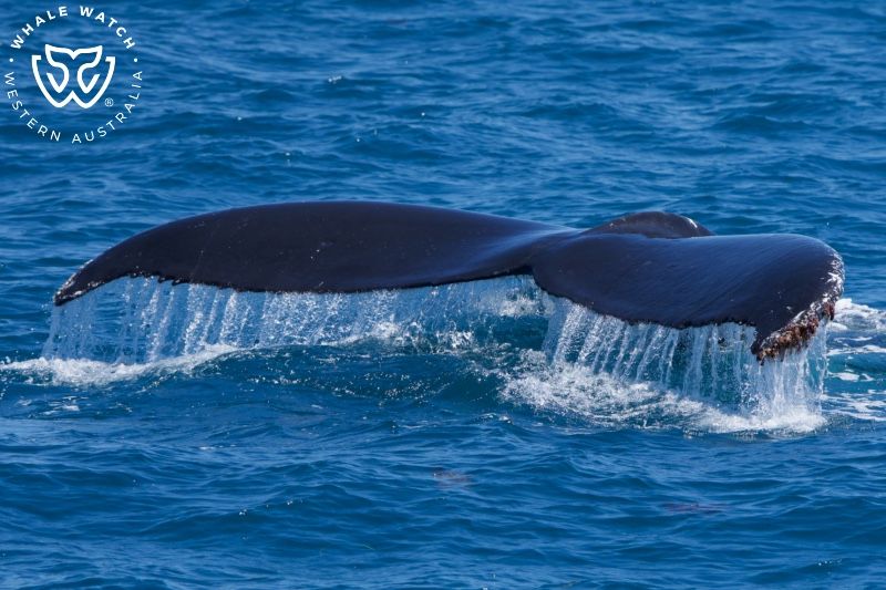 Whale Watch Western Australia