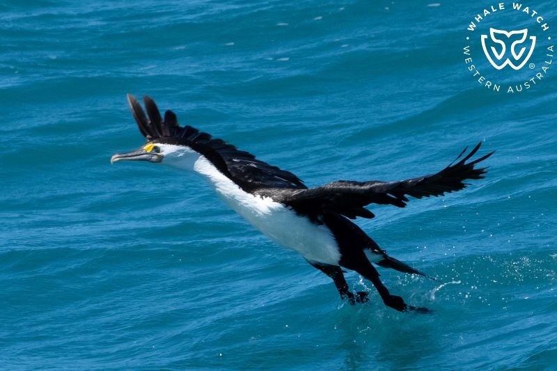 Whale Watch Western Australia