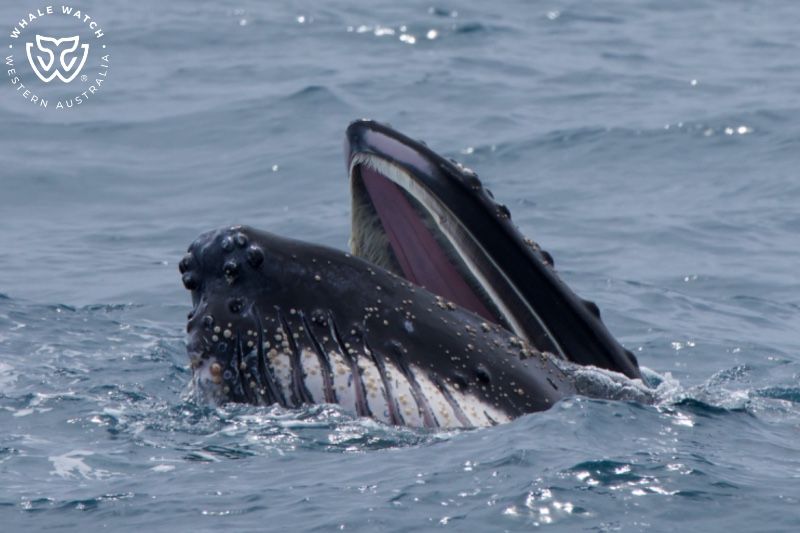 Whale Watch Western Australia