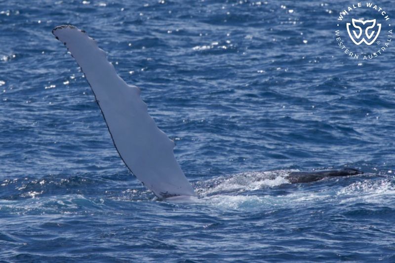 Whale Watch Western Australia