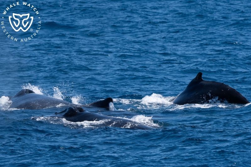 Whale Watch Western Australia