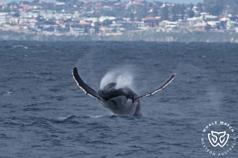 Whale Watch Western Australia