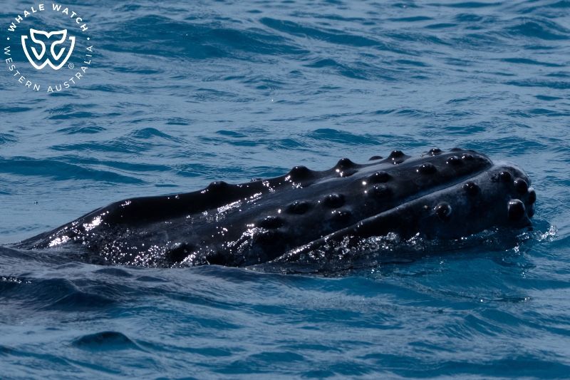 Whale Watch Western Australia