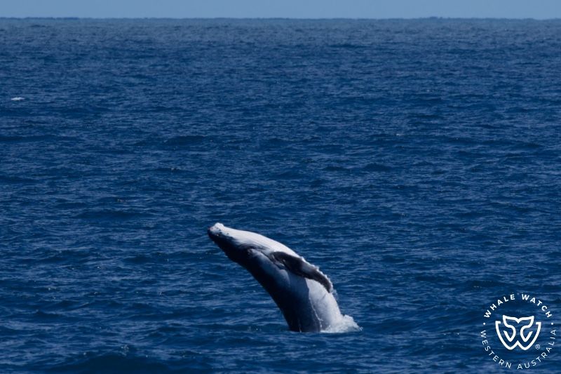 Whale Watch Western Australia