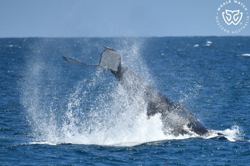 Whale Watch Western Australia