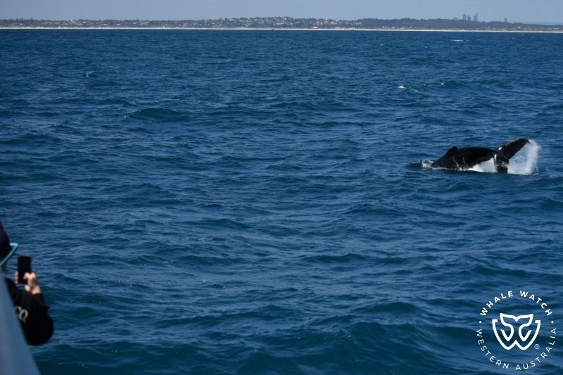 Whale Watch Western Australia