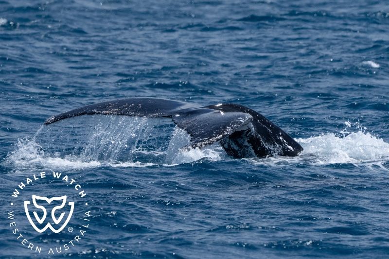 Whale Watch Western Australia