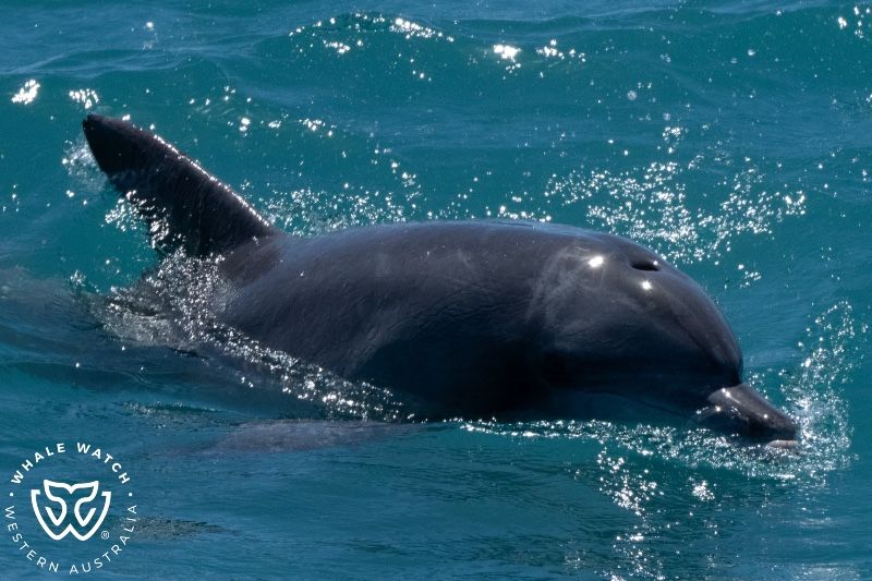 Whale Watch Western Australia