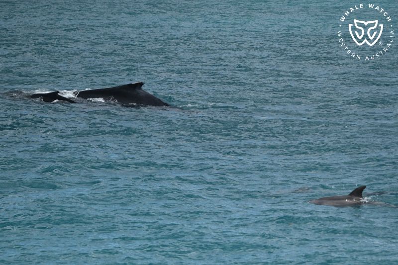 Whale Watch Western Australia