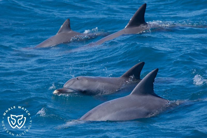 Whale Watch Western Australia