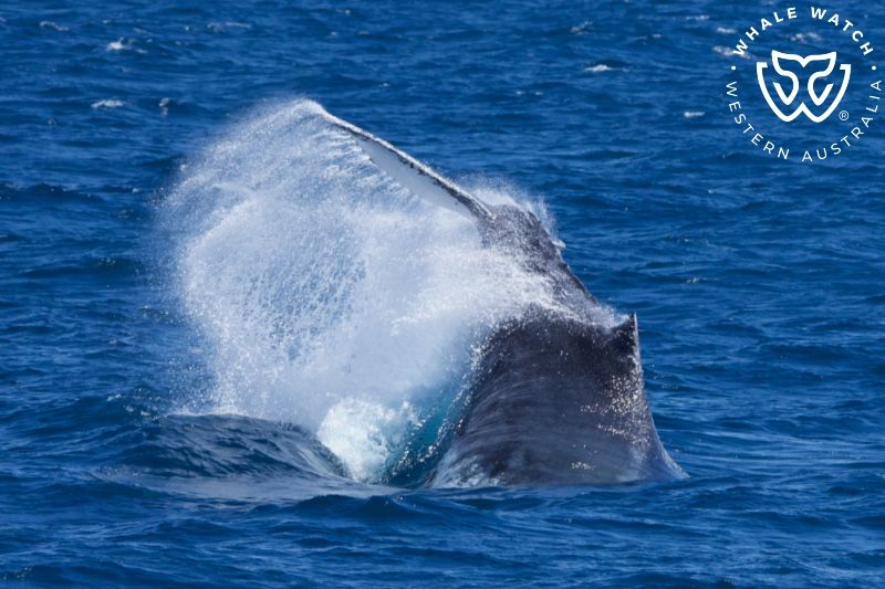 Whale Watch Western Australia