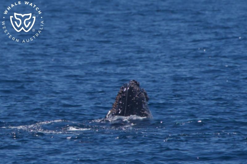 Whale Watch Western Australia