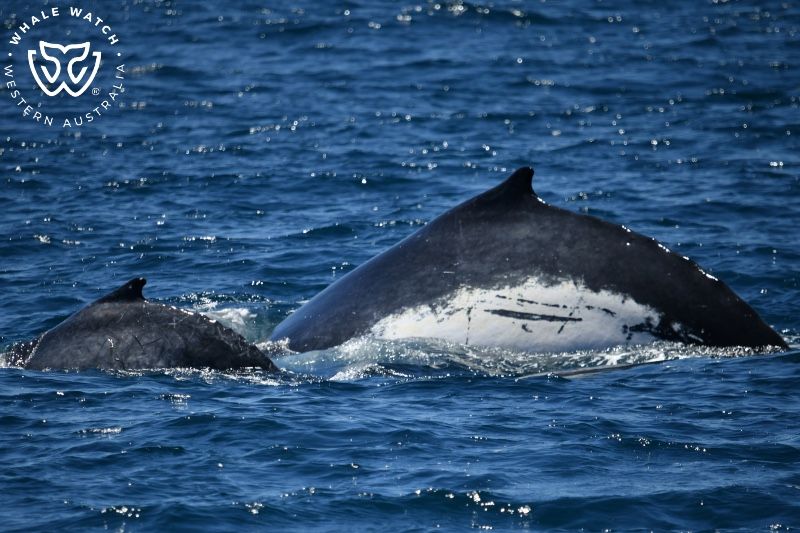 Whale Watch Western Australia