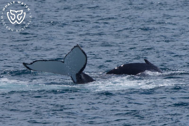 Whale Watch Western Australia