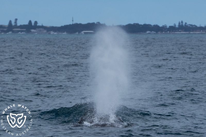 Whale Watch Western Australia