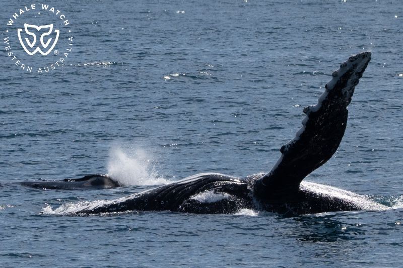 Whale Watch Western Australia