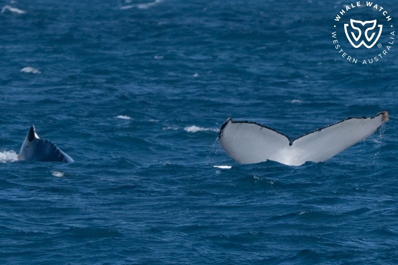 Whale Watch Western Australia