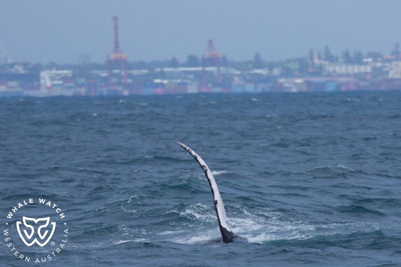 Whale Watch Western Australia