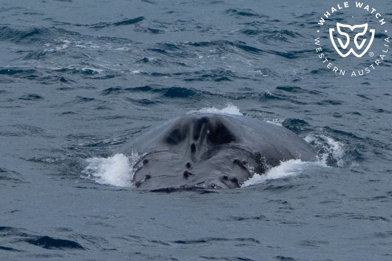 Whale Watch Western Australia