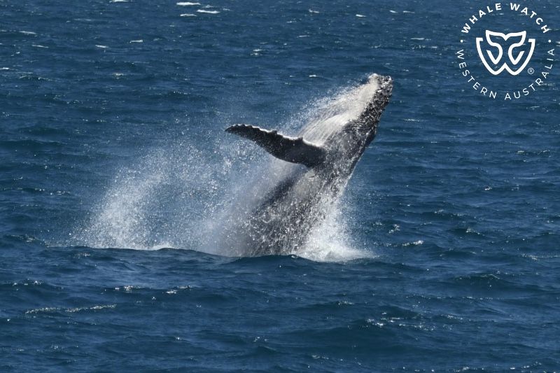 Whale Watch Western Australia