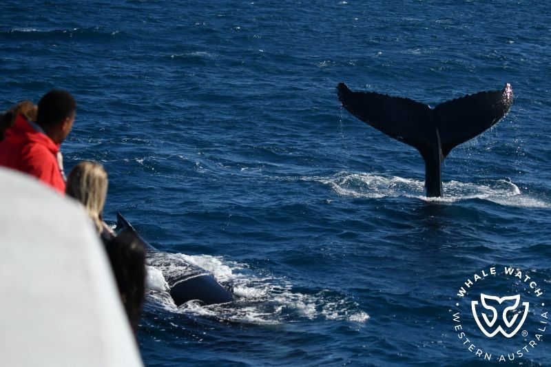 Whale Watch Western Australia