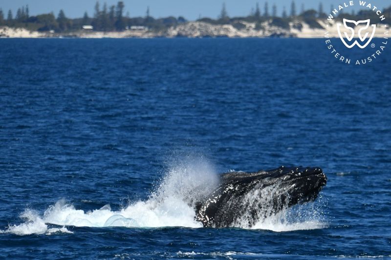 Whale Watch Western Australia