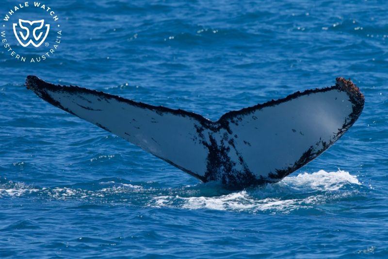 Whale Watch Western Australia