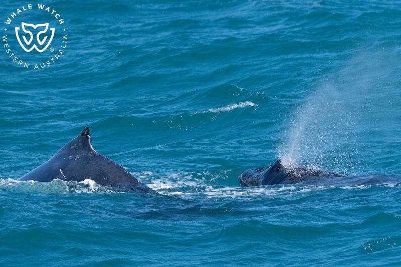 Whale Watch Western Australia