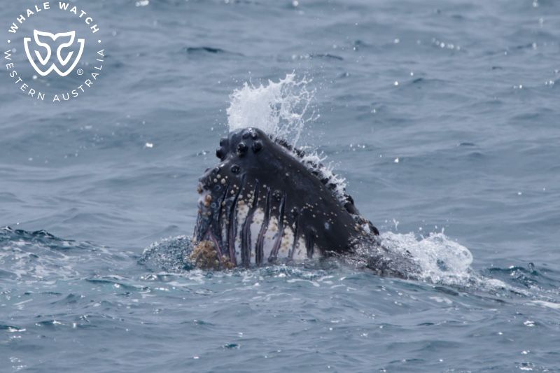 Whale Watch Western Australia