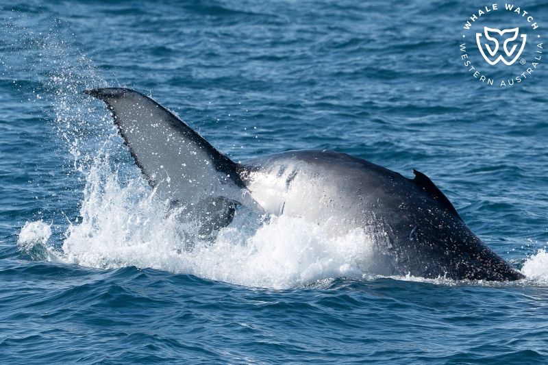 Whale Watch Western Australia