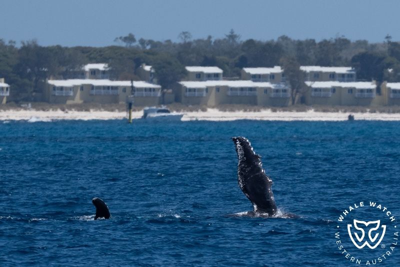 Whale Watch Western Australia